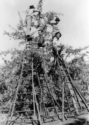 Picking apples in VanWechel's orchard near Naches, Washington.  John Howell, Carroll Sands, Woodrow Crawford, Ted Clark