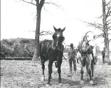 Woodrow Crawford with team of horses